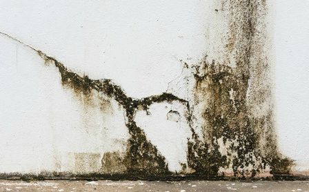 mildew on a wall