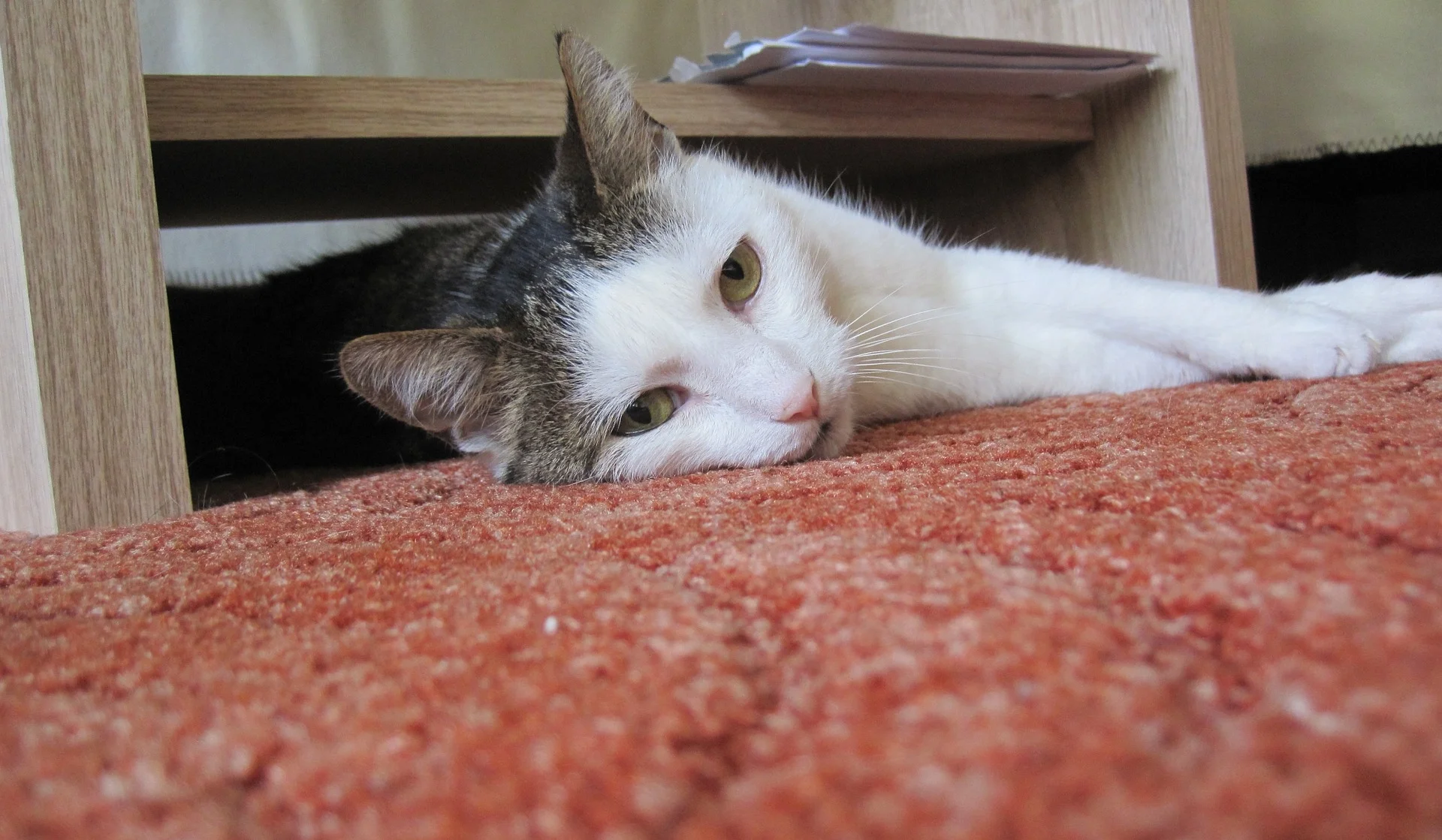 cat on carpet