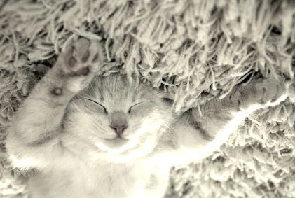 cat on a carpet