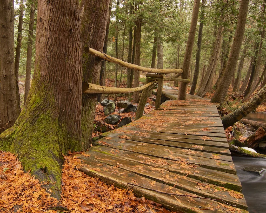 Woodland foot bridge.jpg