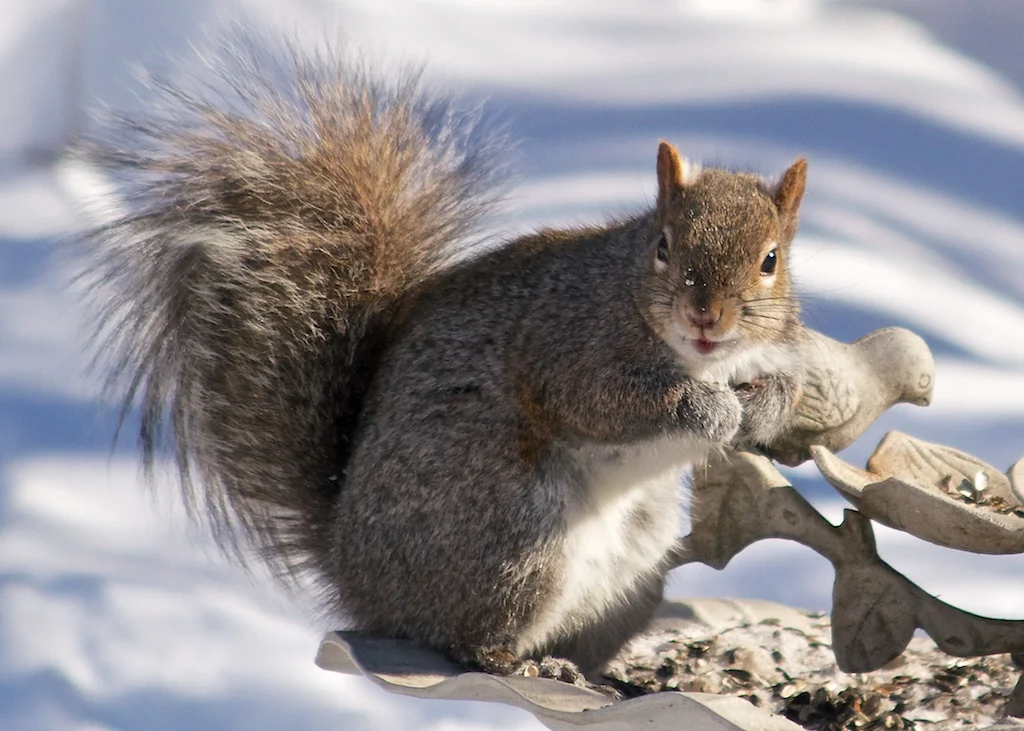Squirrel at the bird feeder.jpg