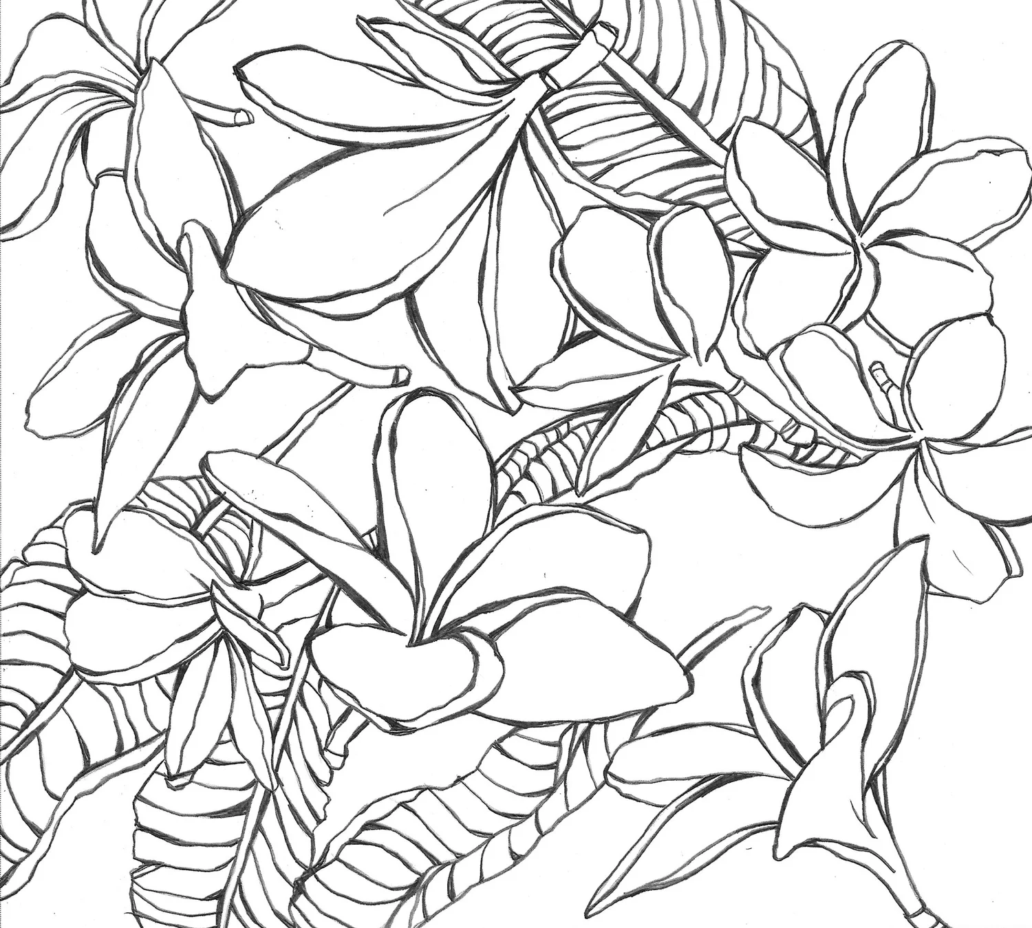 Colors Of Hawaii Coloring Book Lauren Roth Art