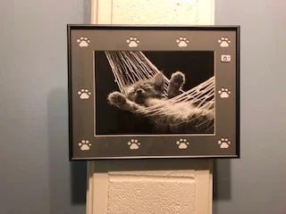 11103 Cat in a Hammock