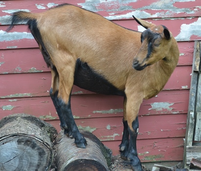 climbing goat.JPG