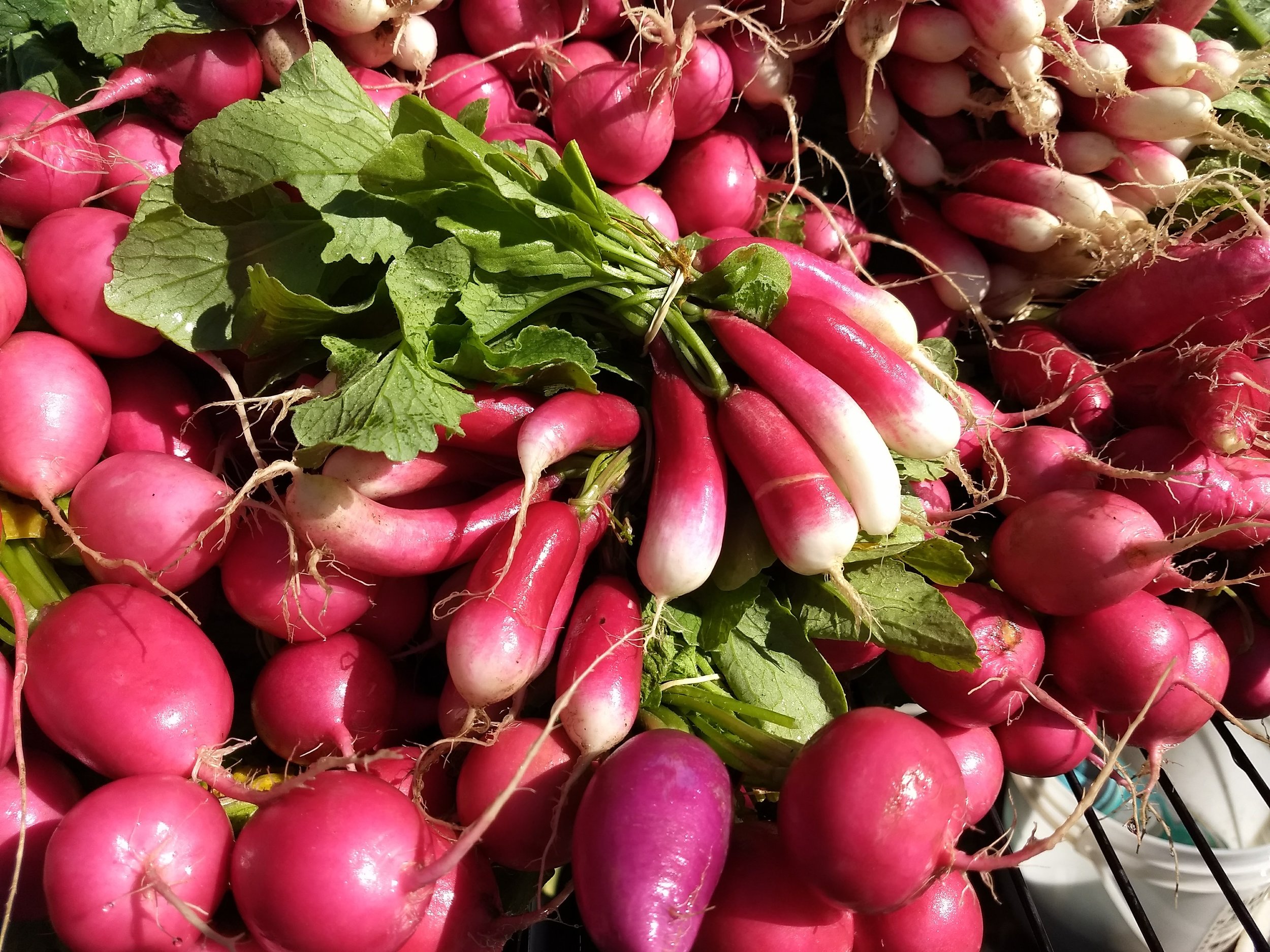 radishes.jpg