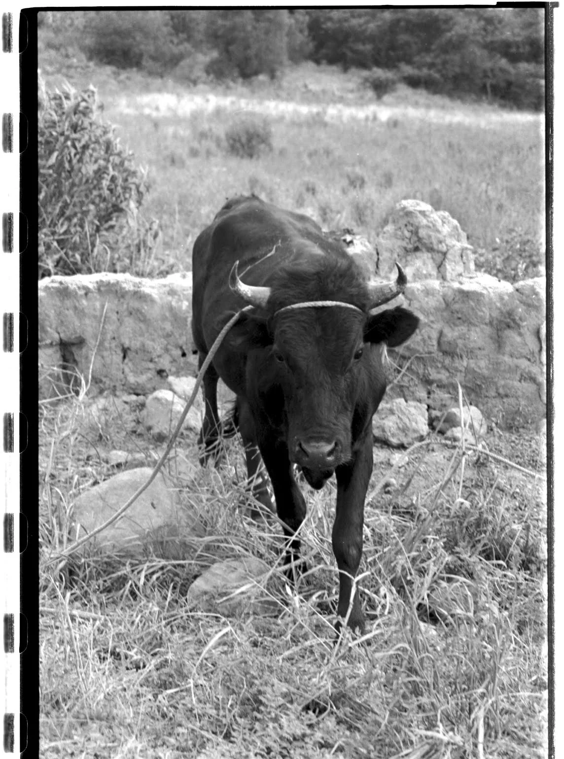 chargingbull-2.jpg