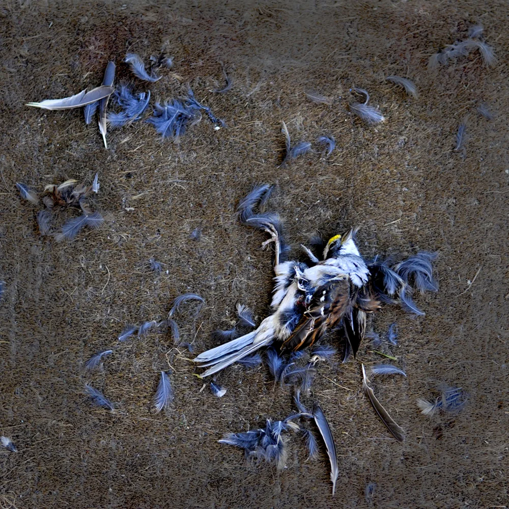 dead bird gift square.jpg