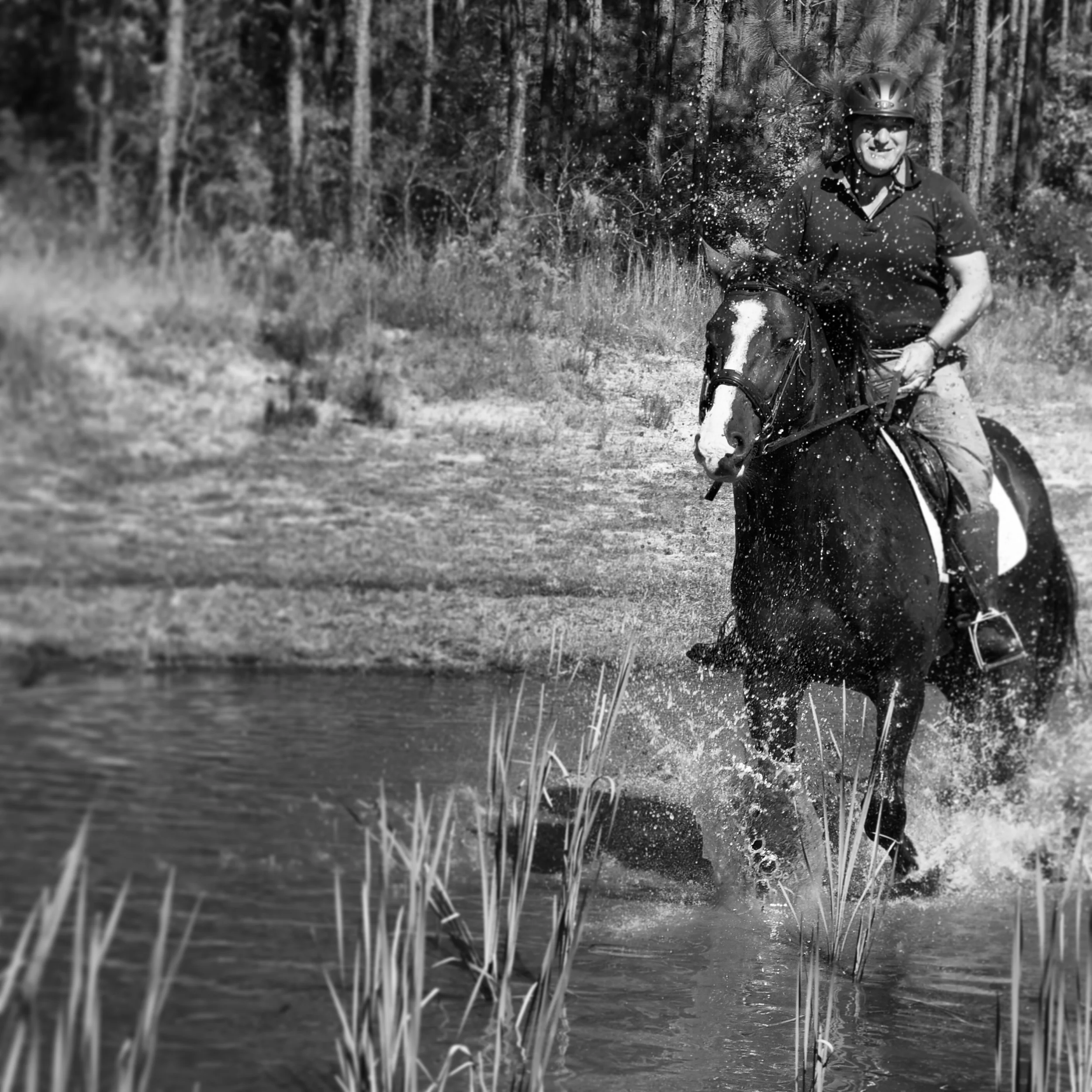 The Story of Chime Bell Chase — Elysium Horse Farm