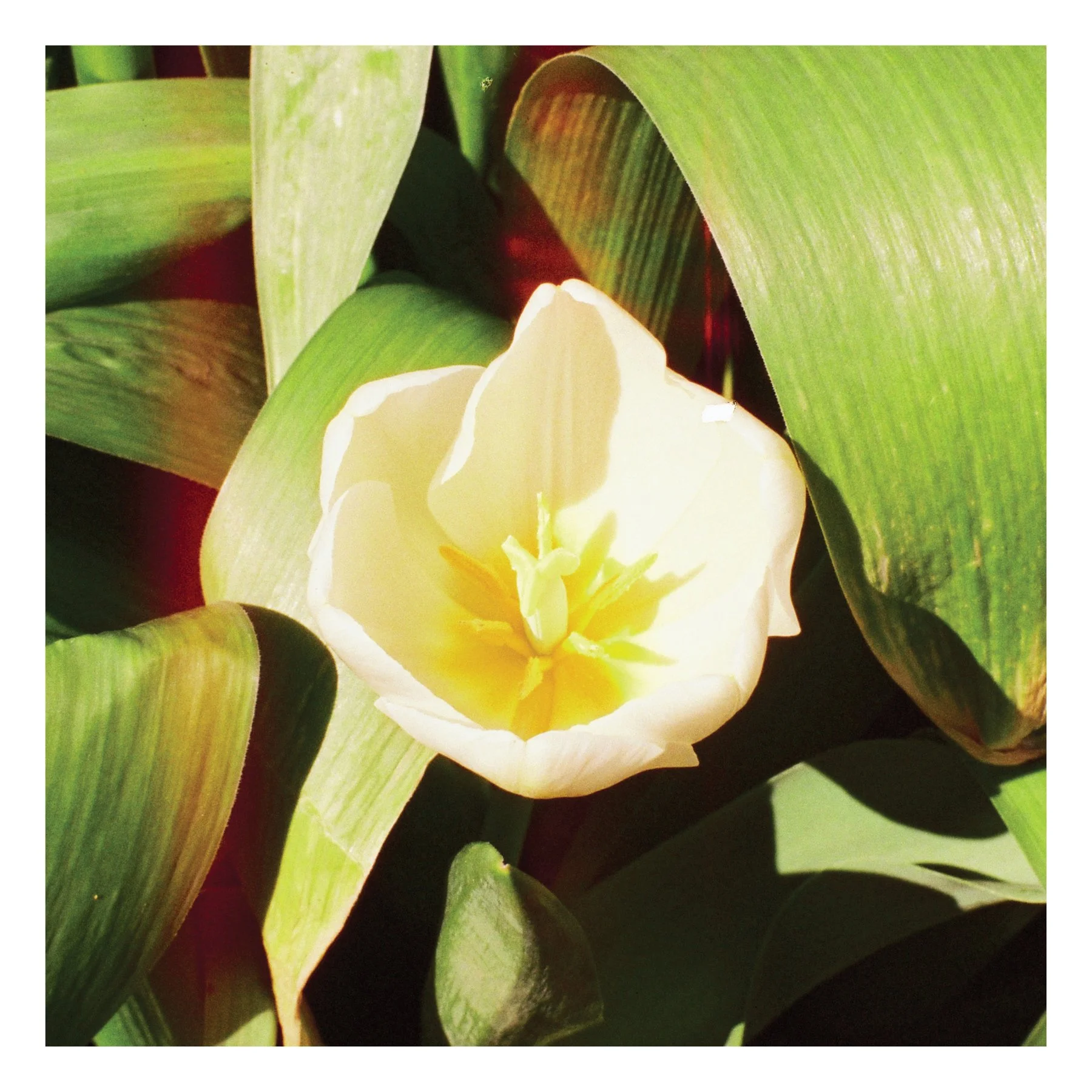 WebFullSize_12x12_04.jpg