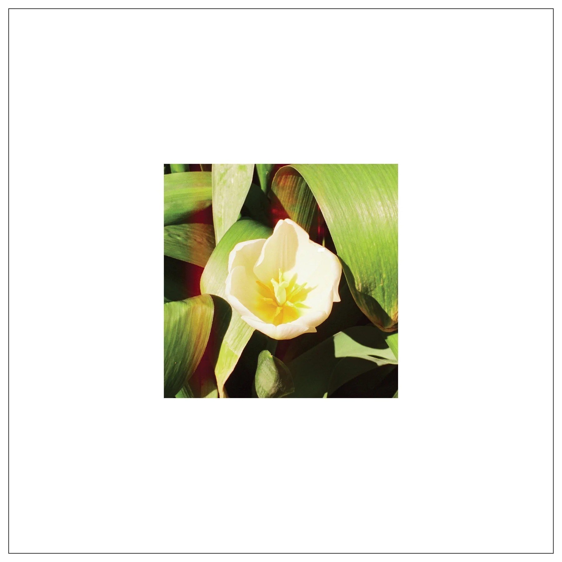 WebBorder_12x12_04.jpg