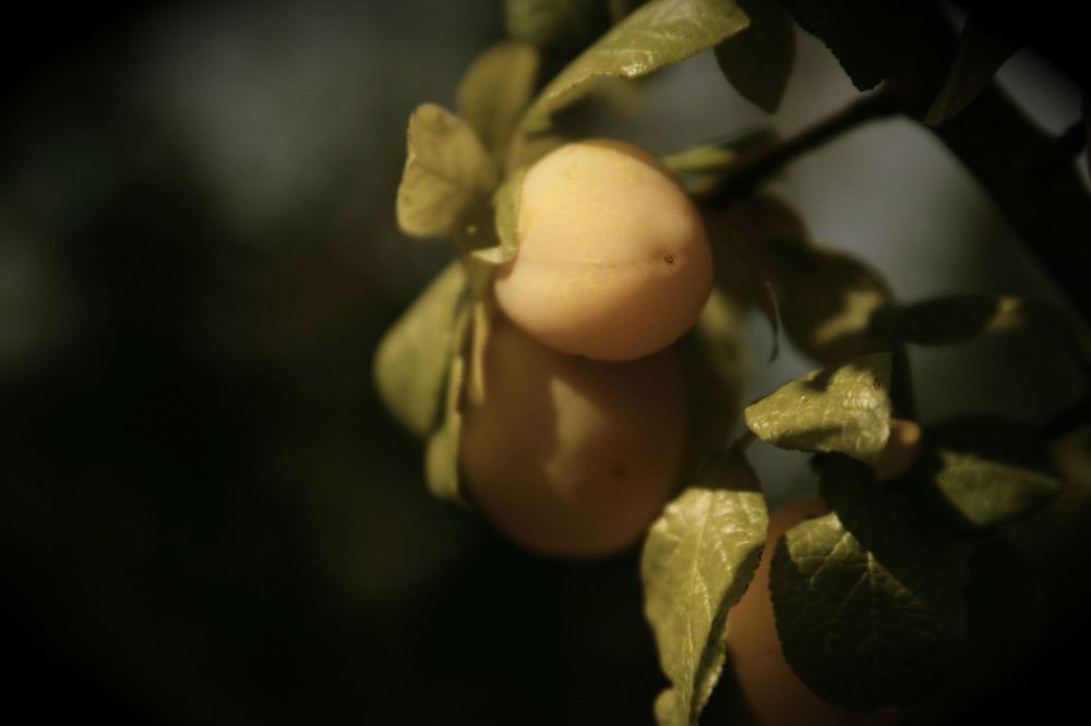 Italian Plumb