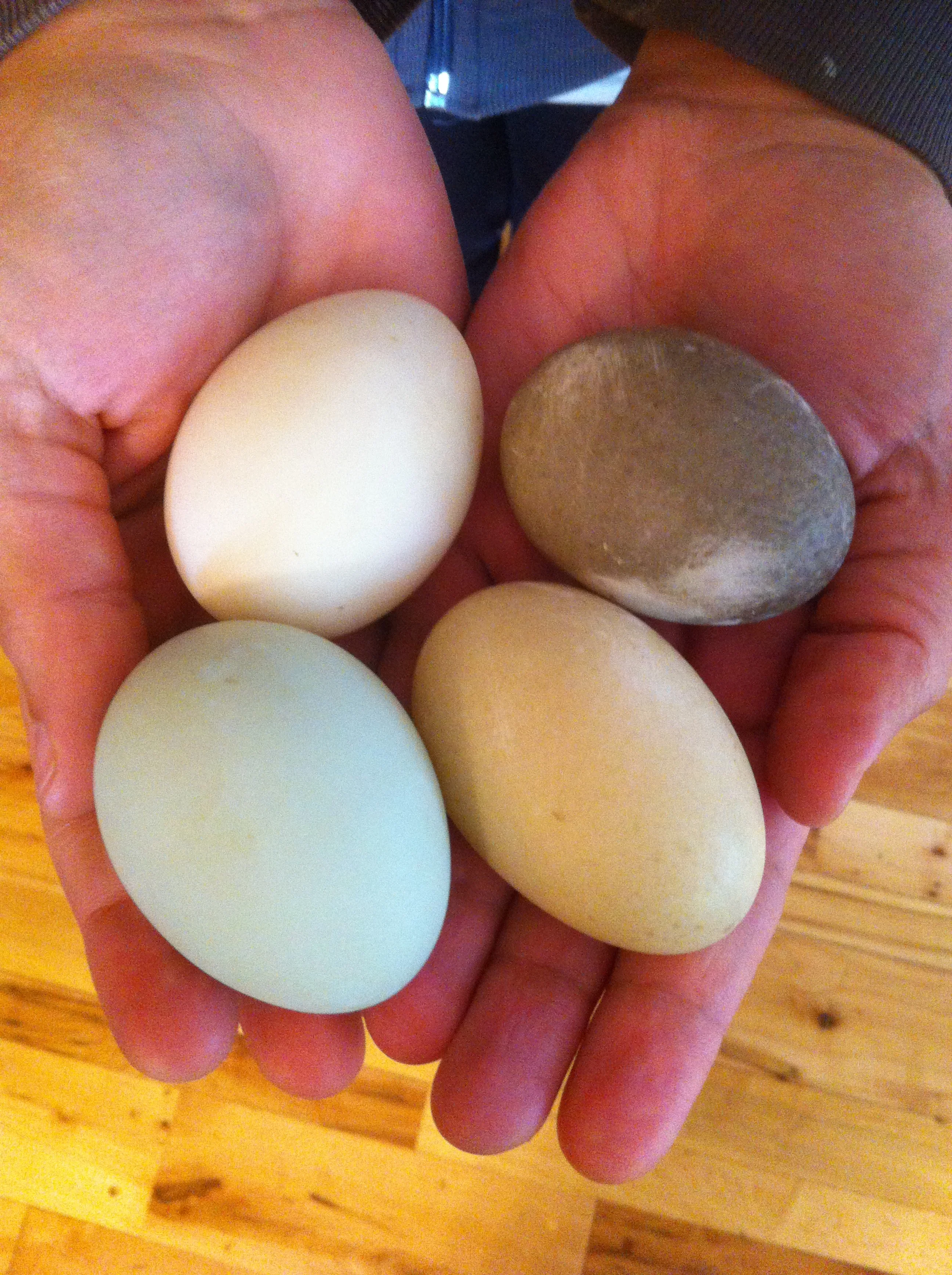 Duck Eggs! 