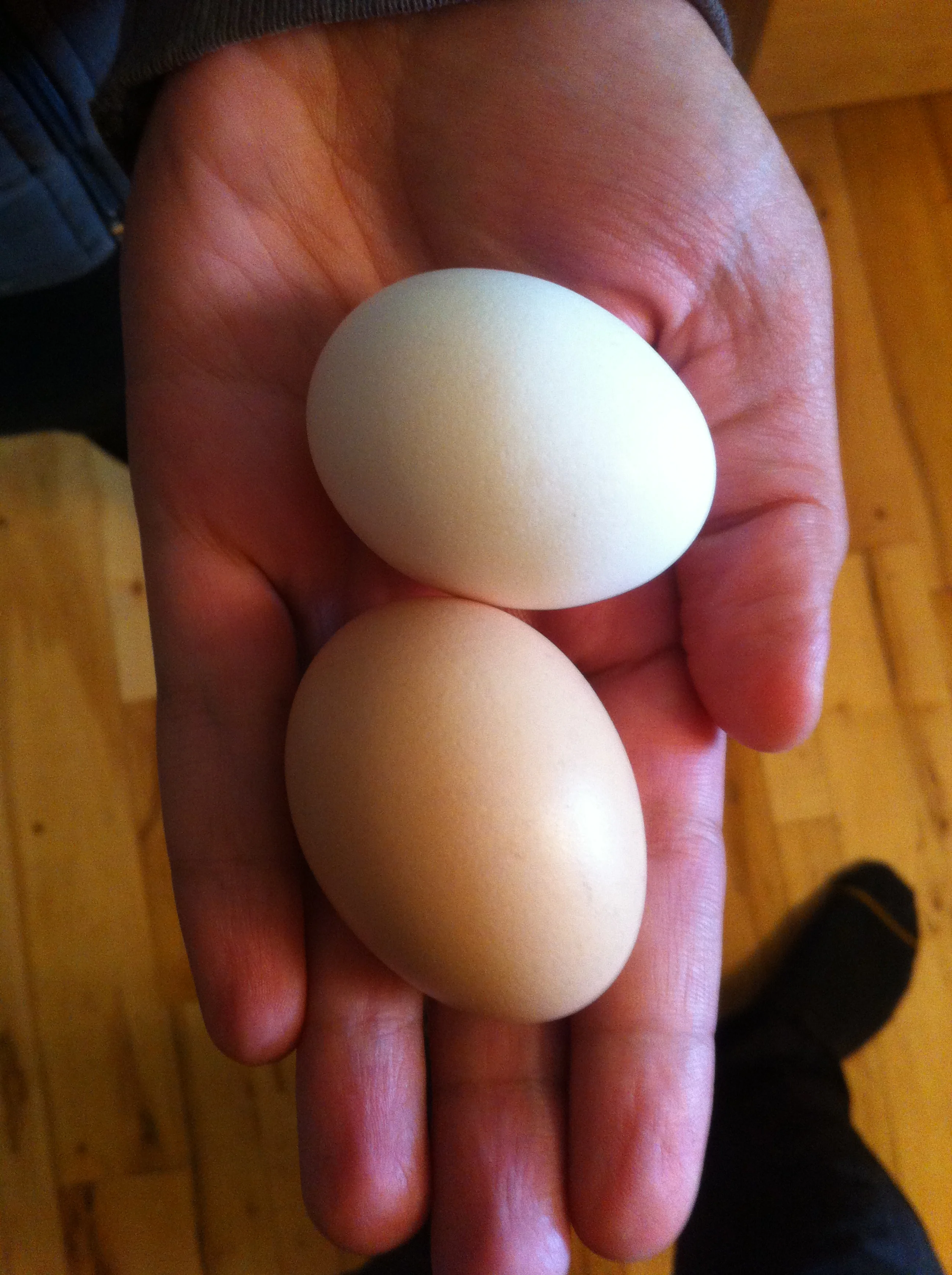 Maude Eggs! (chicken eggs)