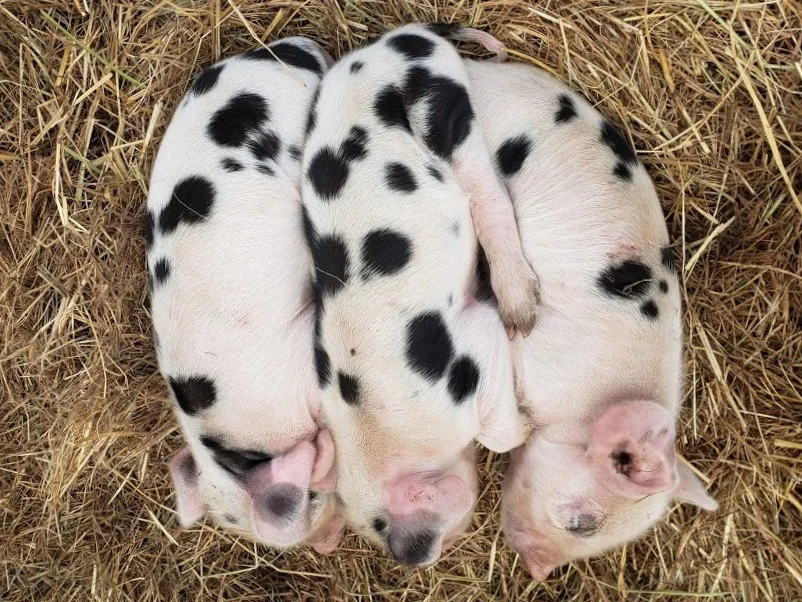 piglets.jpg