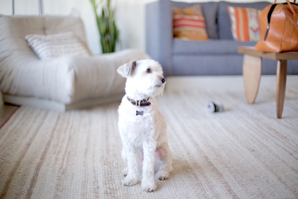 stef-etow-kimpton-dog-1.jpg