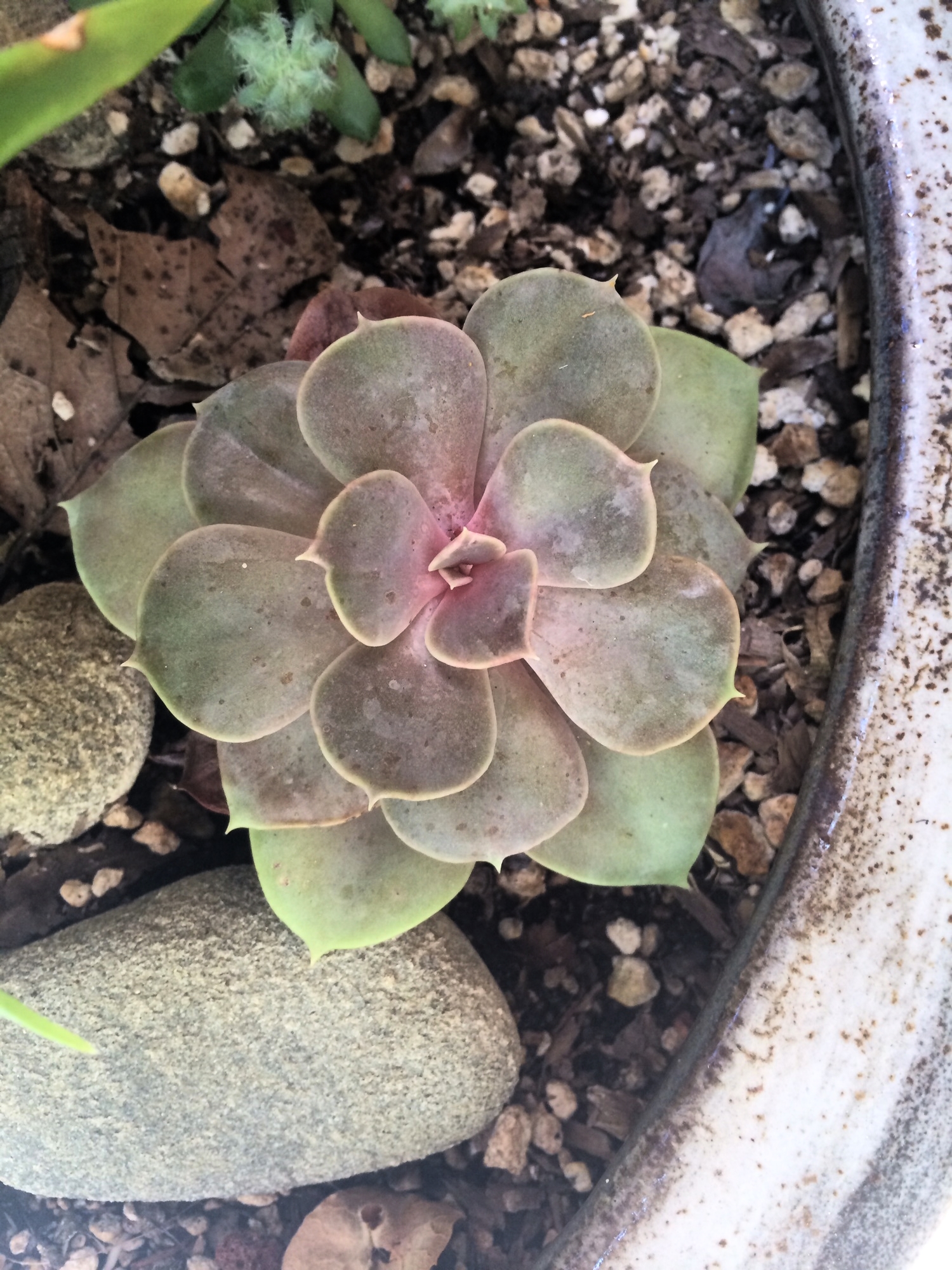  Established California | Habitat | Succulent Love Affair | Room to Grow