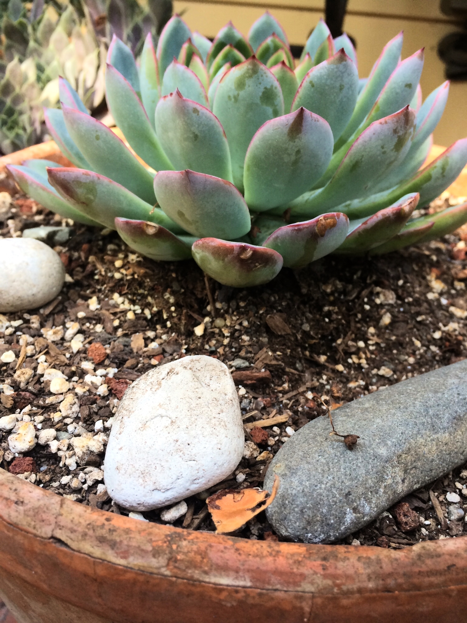  Established California | Habitat | Succulent Love Affair | Add some rocks
