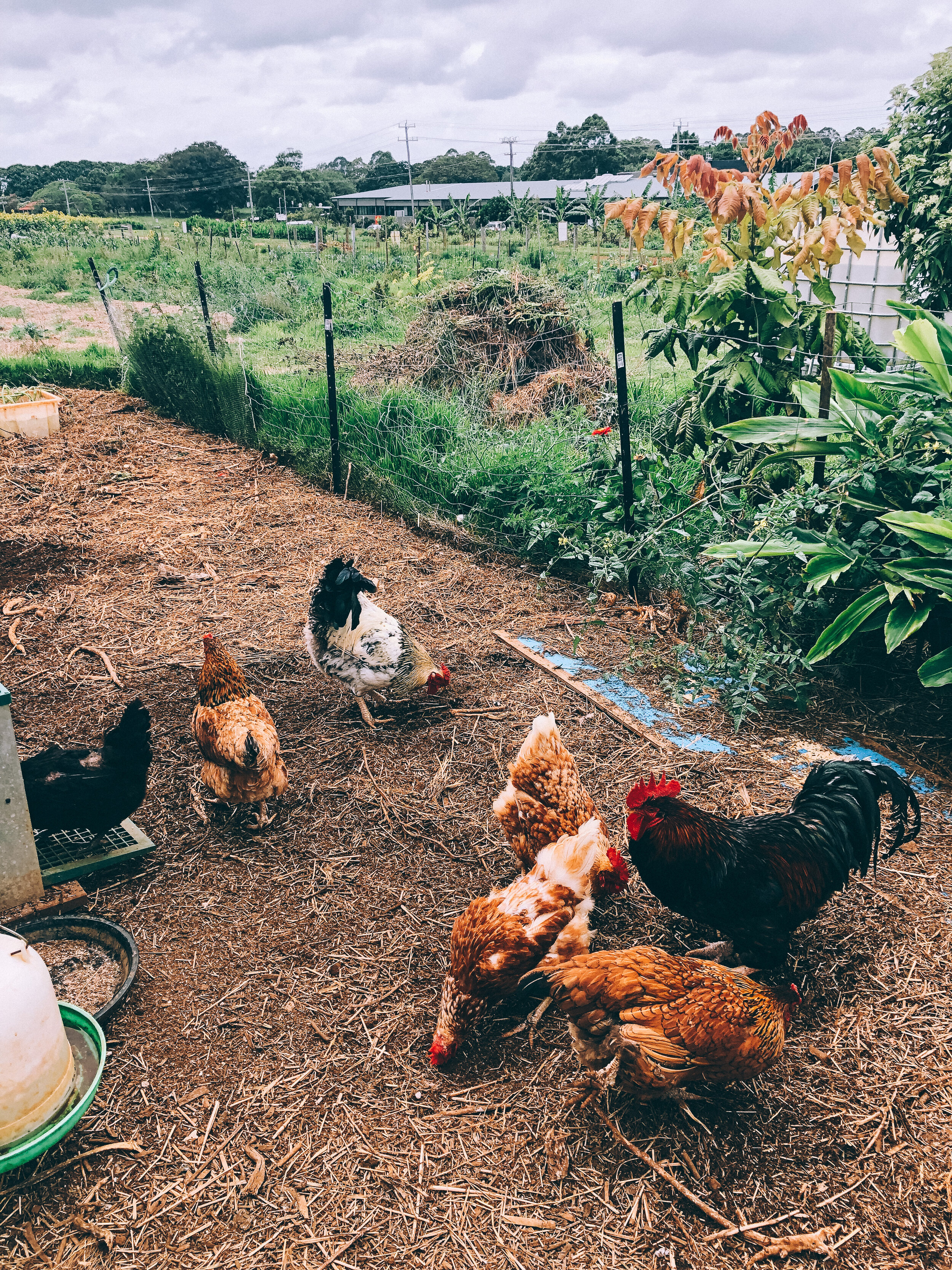 Established-California-The-Farm-Byron-Bay-Chickens