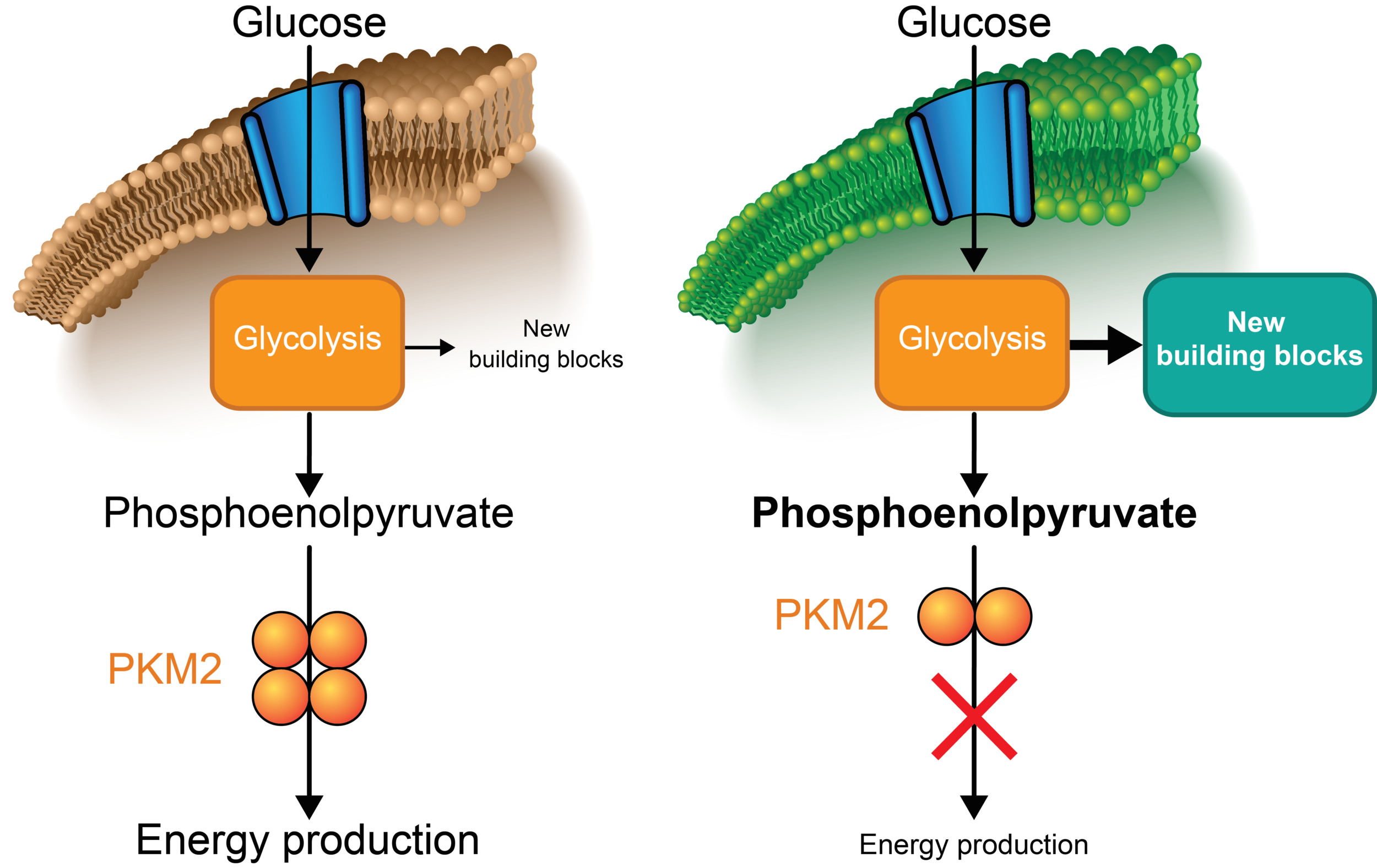 Fig. 1. PKM2 controls the balance between the production of new building blocks or energy in cancer cells. Here, PKM2 is represented by an orange sphere. 