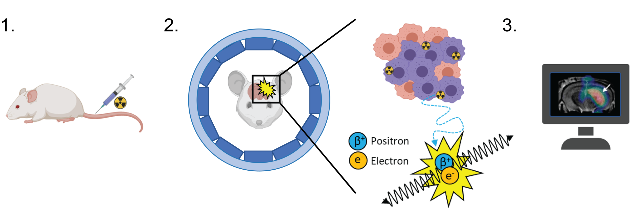 Figure 1. Preclinical PET imaging. Prior to acquiring a PET image, a radiotracer is injected into the subject ( 1 ). Radiotracers are made by attaching a radioactive atom (radionuclide) to a scaffold that targets a biological process of interest. As the unstable radioactive atom decays it emits a positron (the antimatter equivalent of an electron), which travels a shorts distance (~1 mm) before colliding with a near-by electron ( 2 ). Upon collision, these two particles undergo a process called ‘annihilation’, releasing two gamma rays at ~180 degrees to one another. The detection of these gamma rays by a PET scanner allows for the origin of annihilation to be calculated, subsequently providing the precise location of the radiotracer. Computer processing enables multiple annihilation events to be processed, building a 3D ‘map’ of radioactivity inside the body – the PET image ( 3 ).