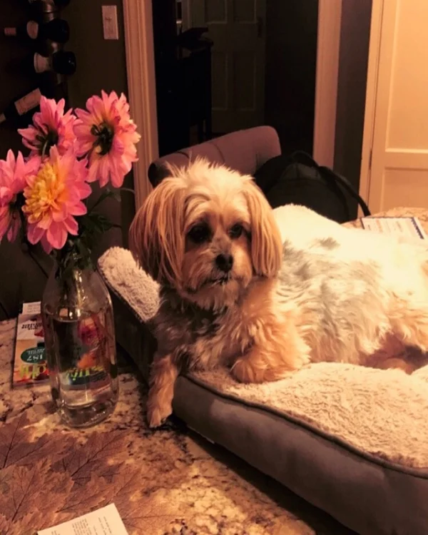 Tula Therapy Dog 