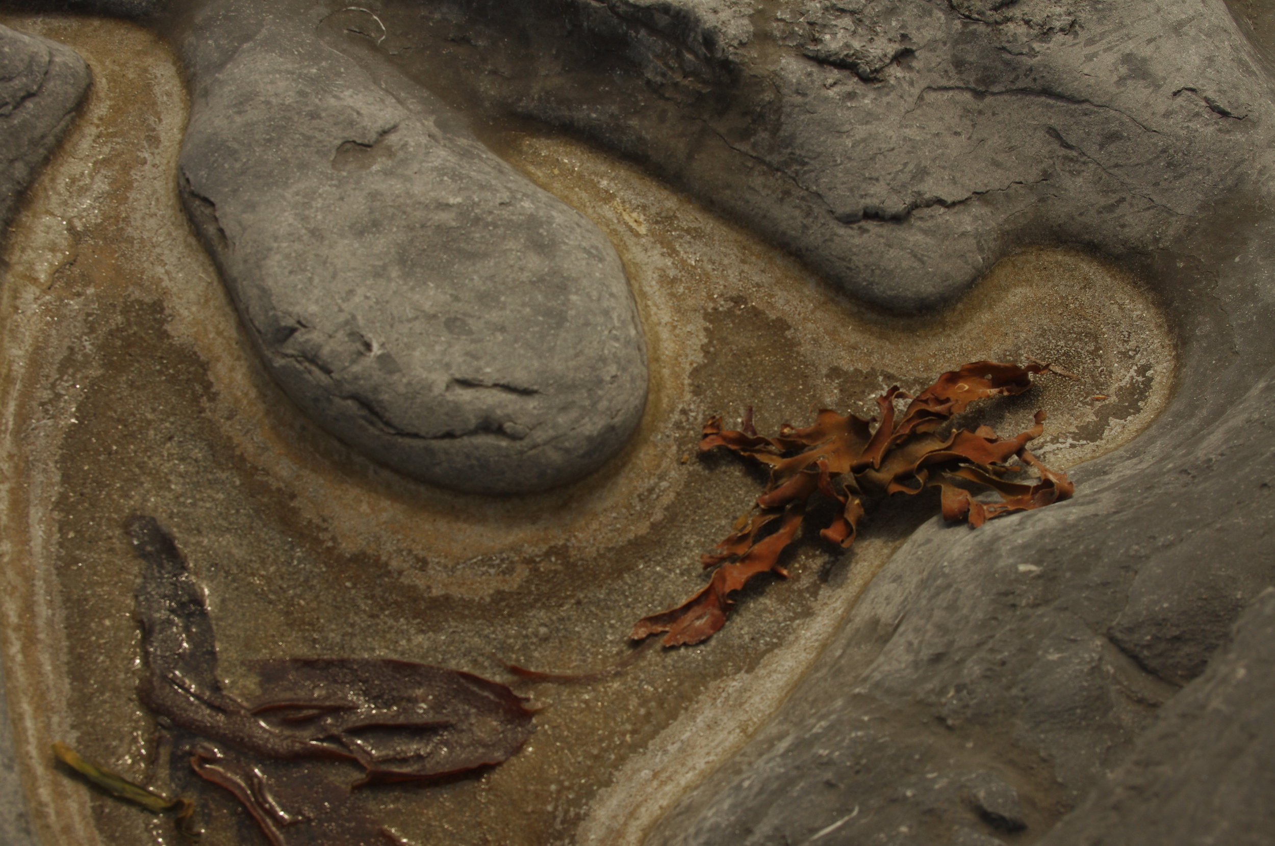 Kelp on Inis Oírr