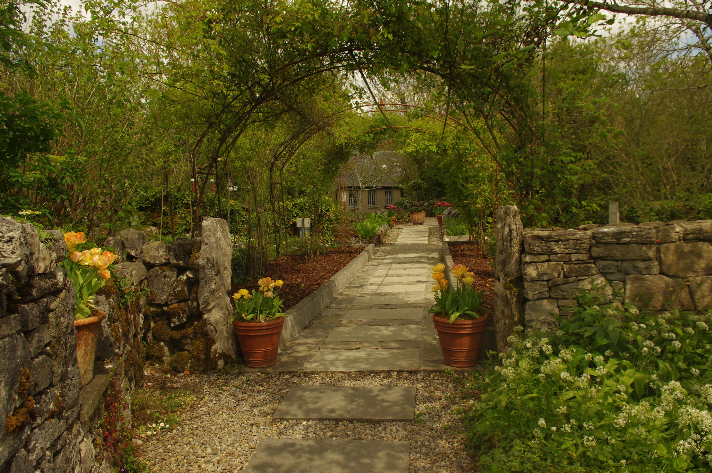 The garden at the Perfumery, Burren uplands