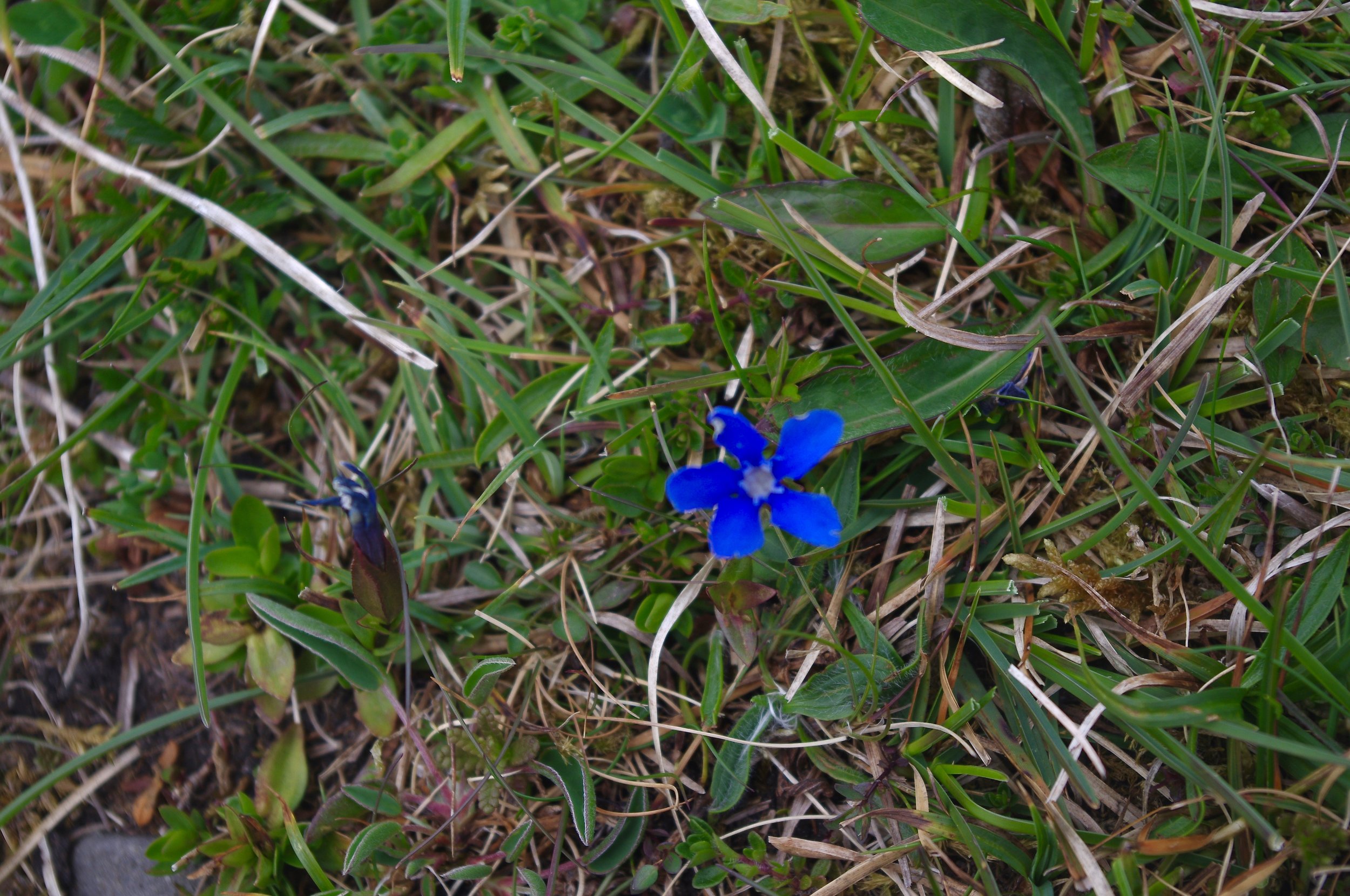 Gentian