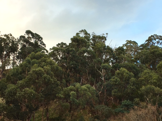 Eucalypts in the suburbs