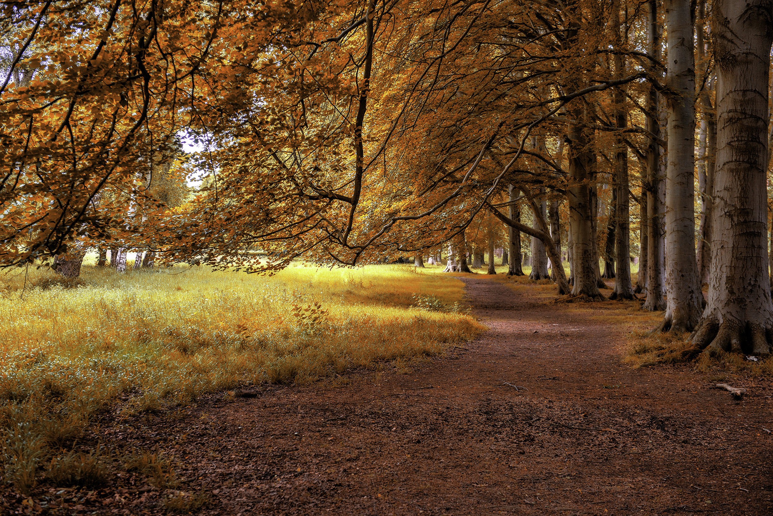 Beautiful Walk
