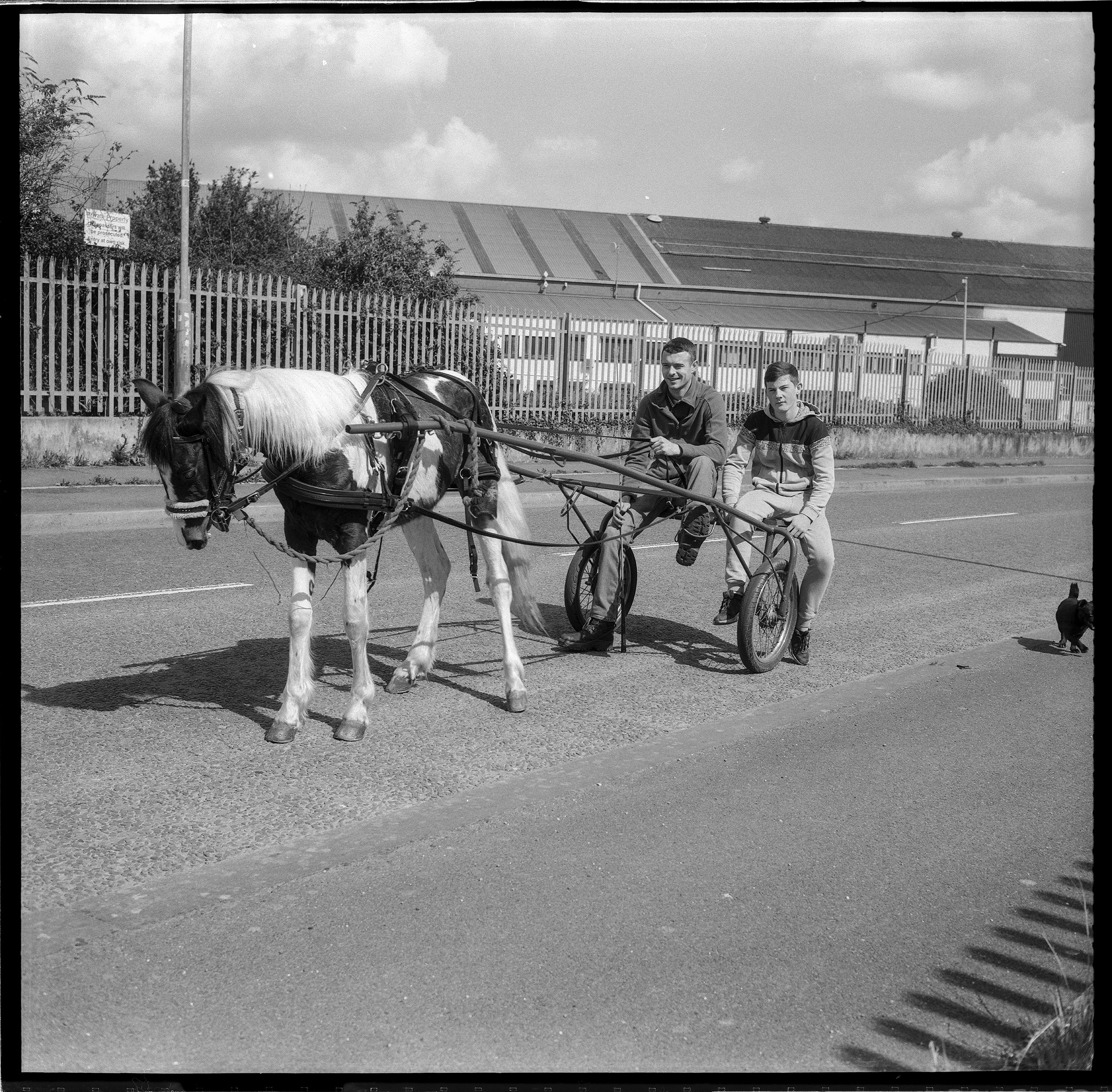 Training the horse