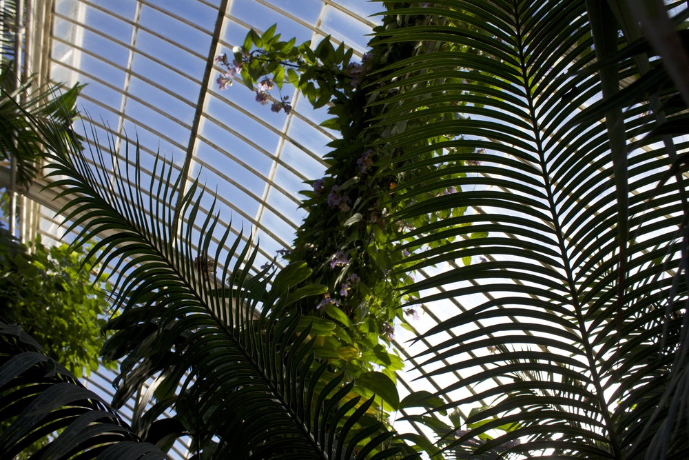 Palms and Laurifolia