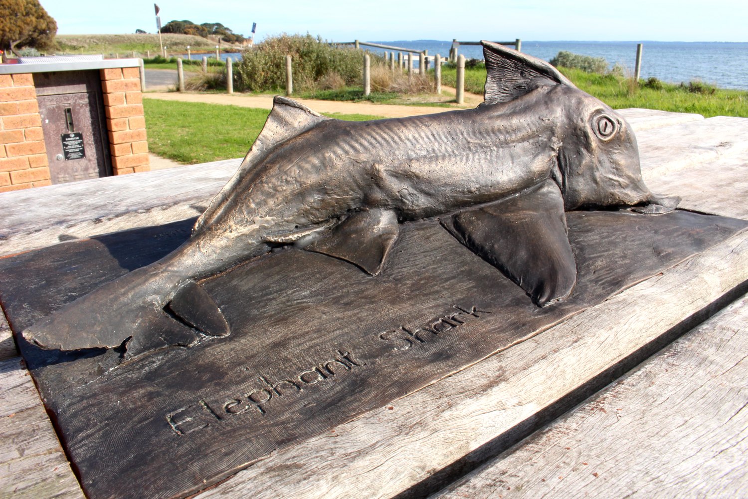 The Elephant Shark