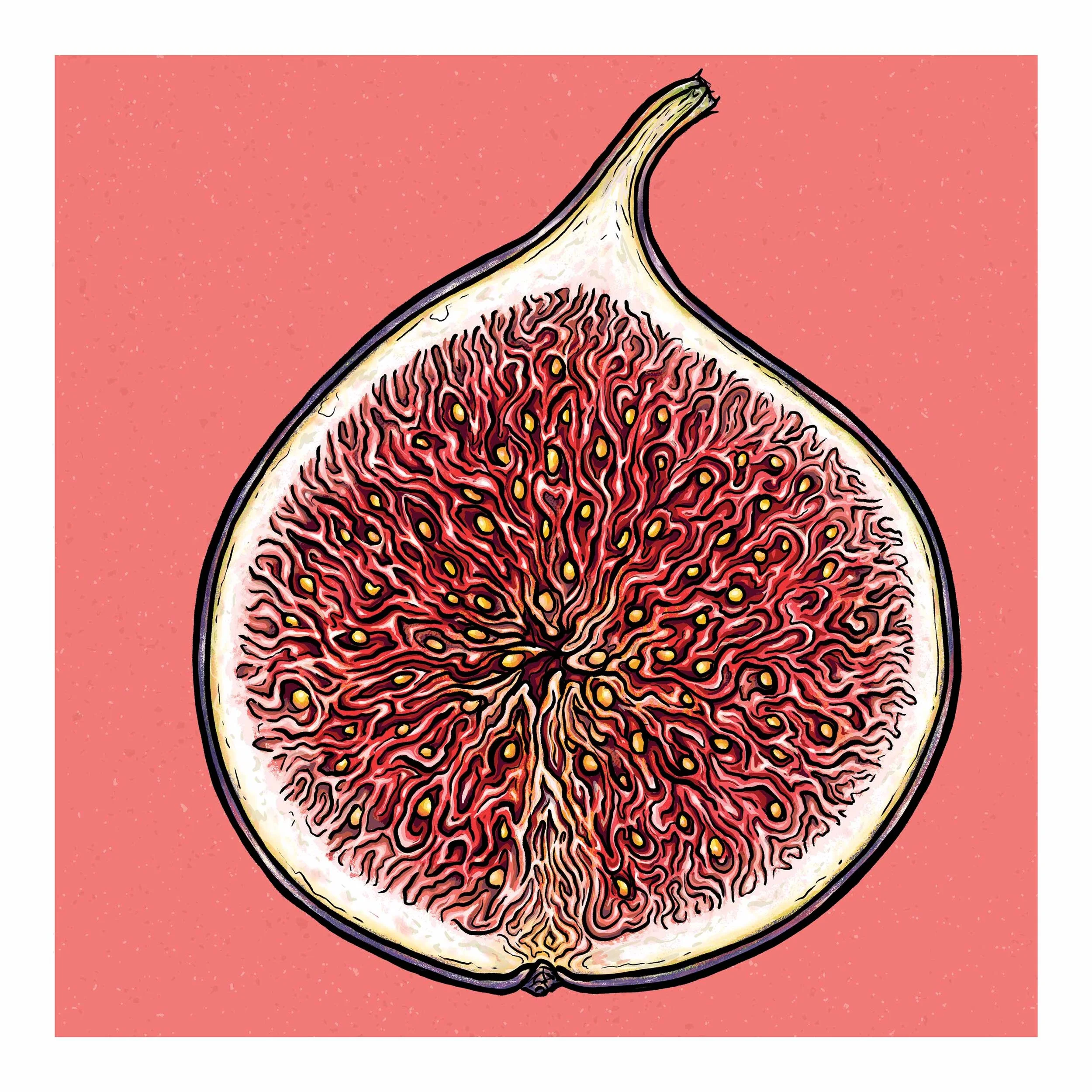 Fig-23x23.jpg