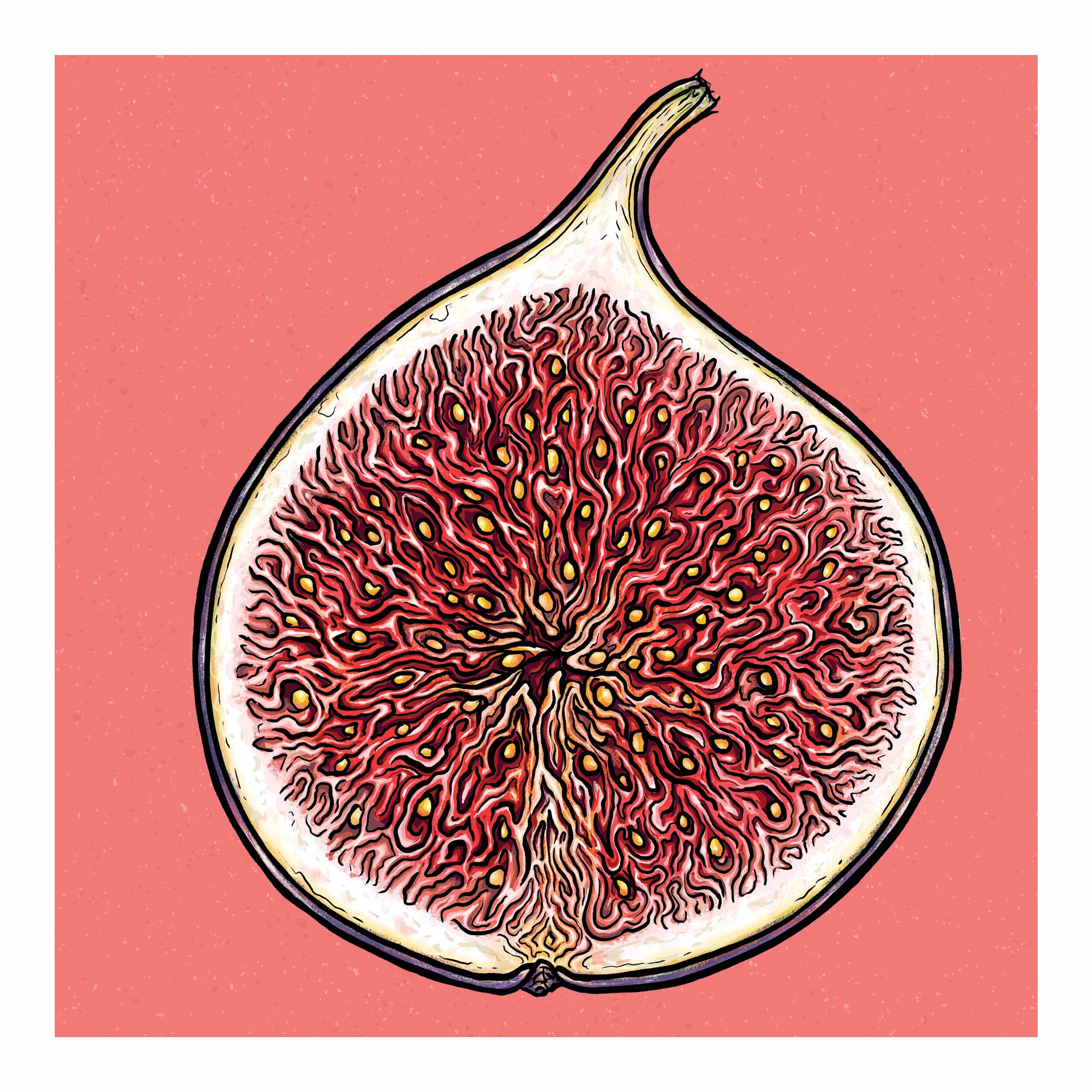 Fig