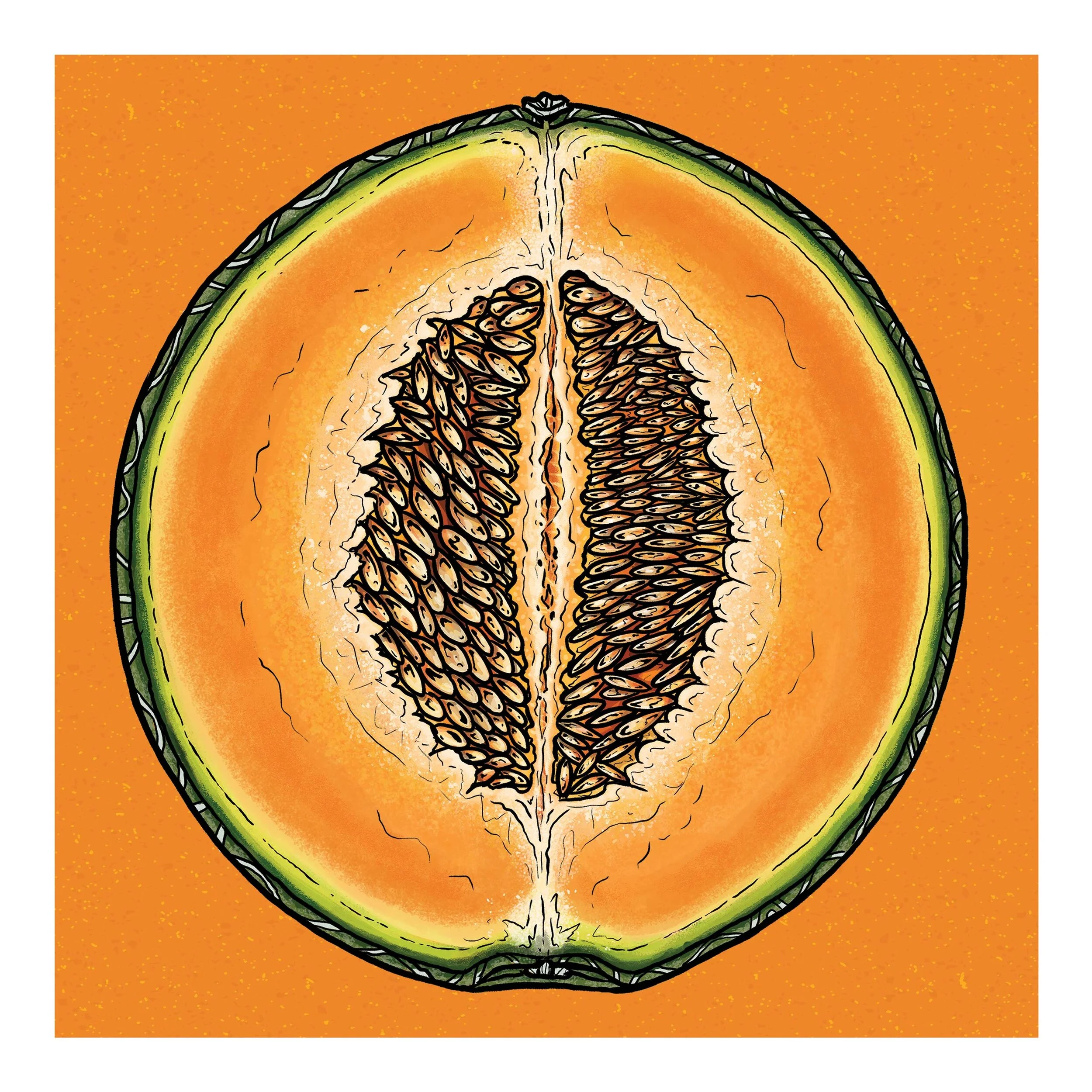 Cantaloupe Melon