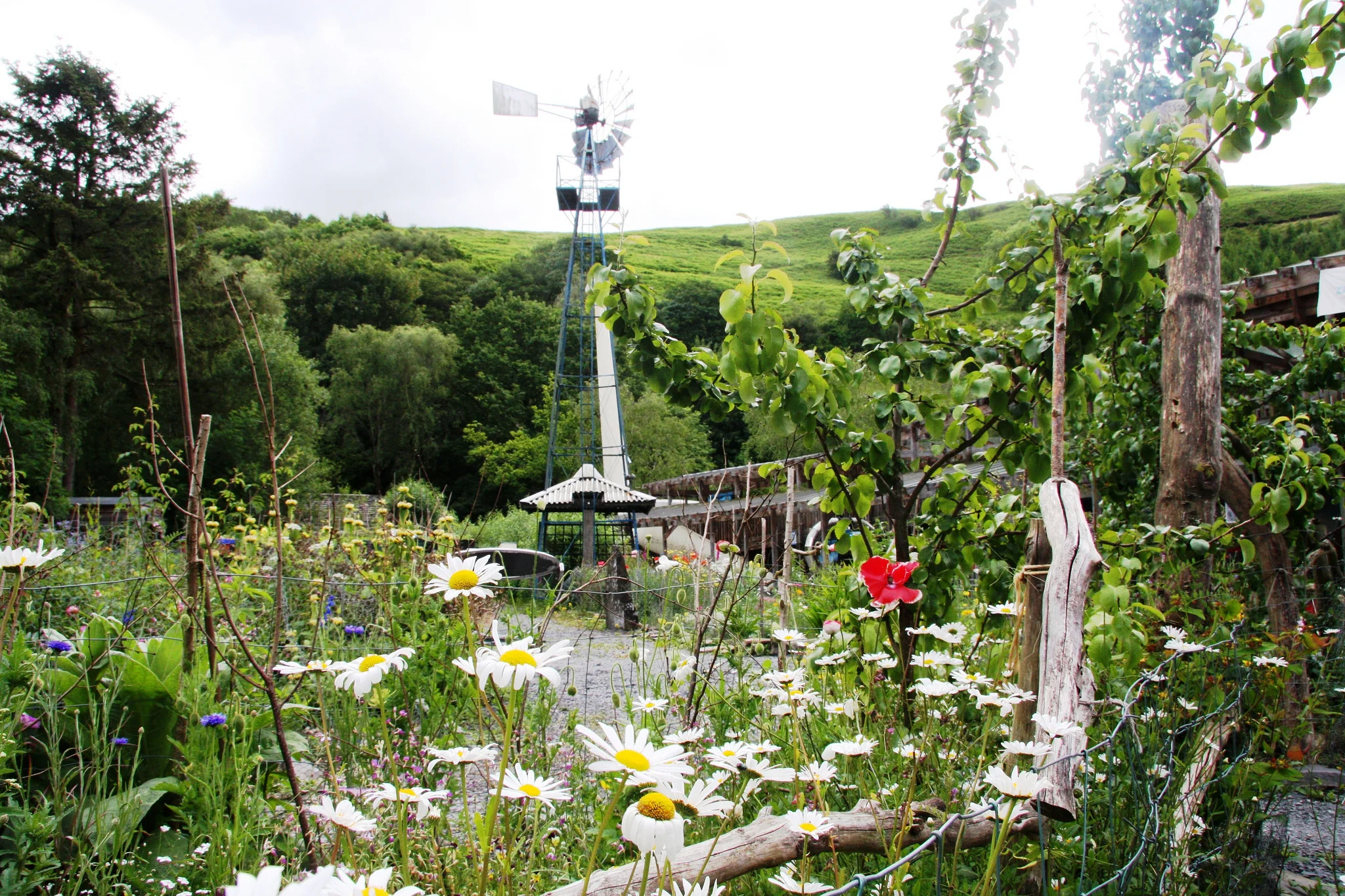 The garden at the Centre for Alternative Technology, Machynlleth