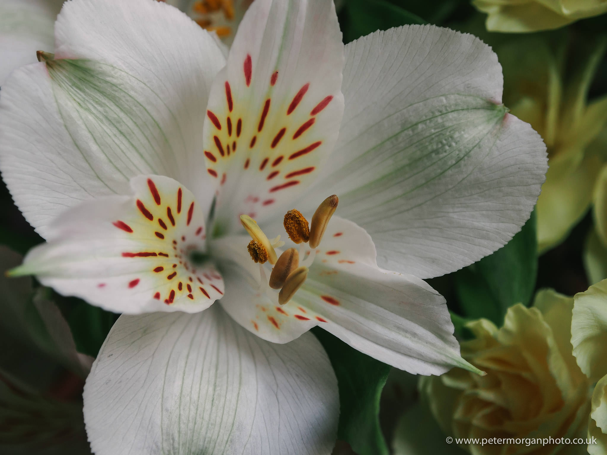 white flower 20151007_006.jpg