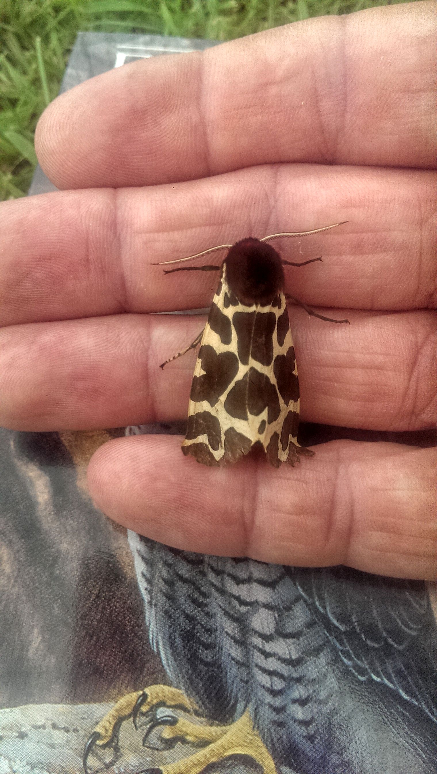 Tiger Moth