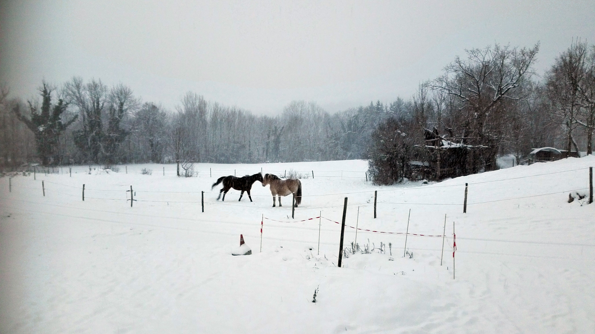 chevaux-neige.jpg