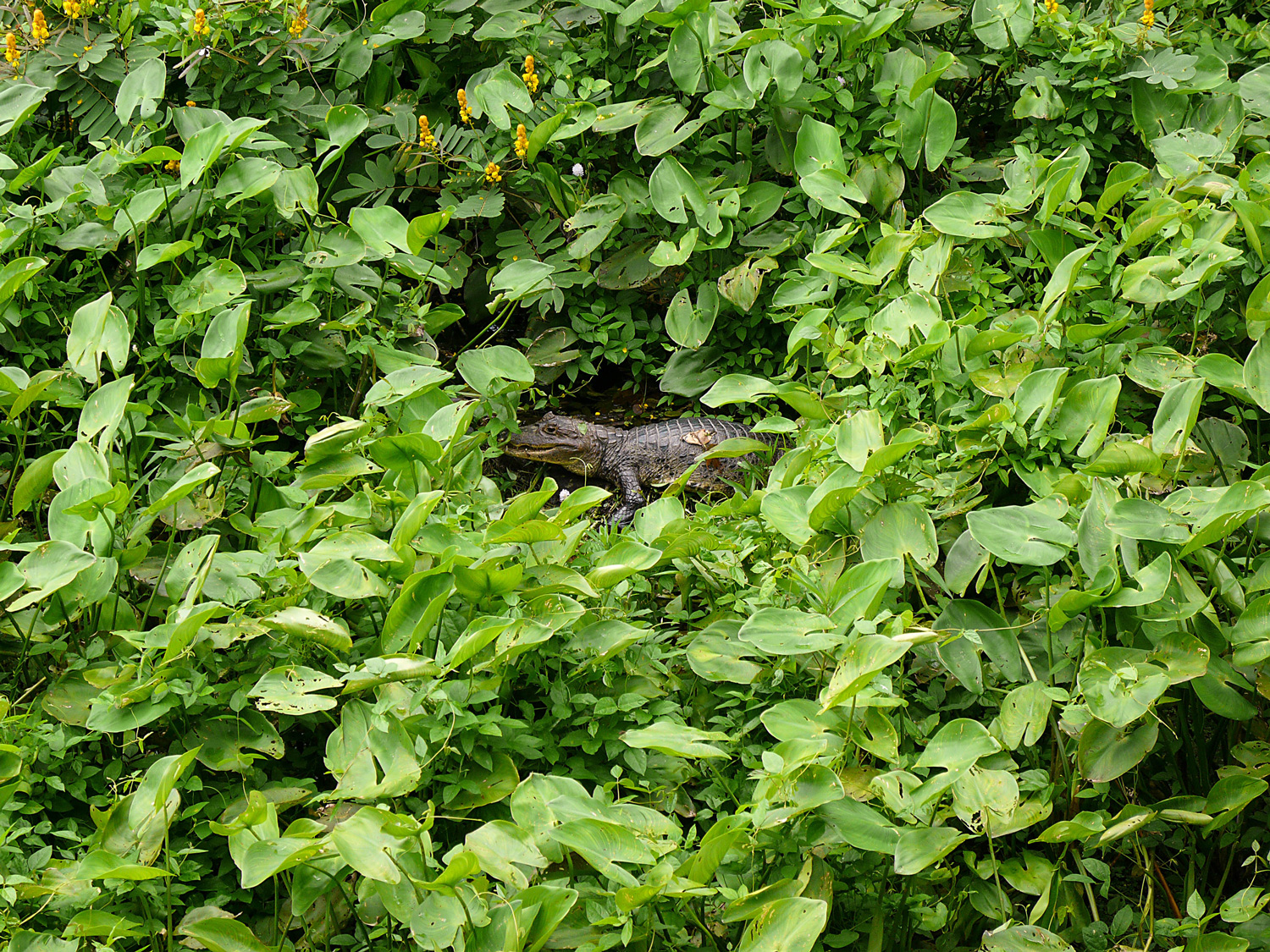 Après le repas,      Gamboa Sobrenia National Park      Panama