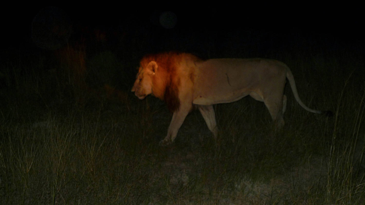 Le lion chasse, delta de l'Okawango Botswana