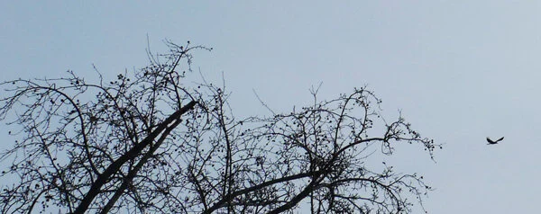 L1060817.jpg
