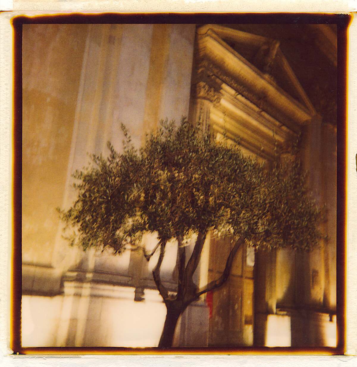 L'olivier devant la chapelle