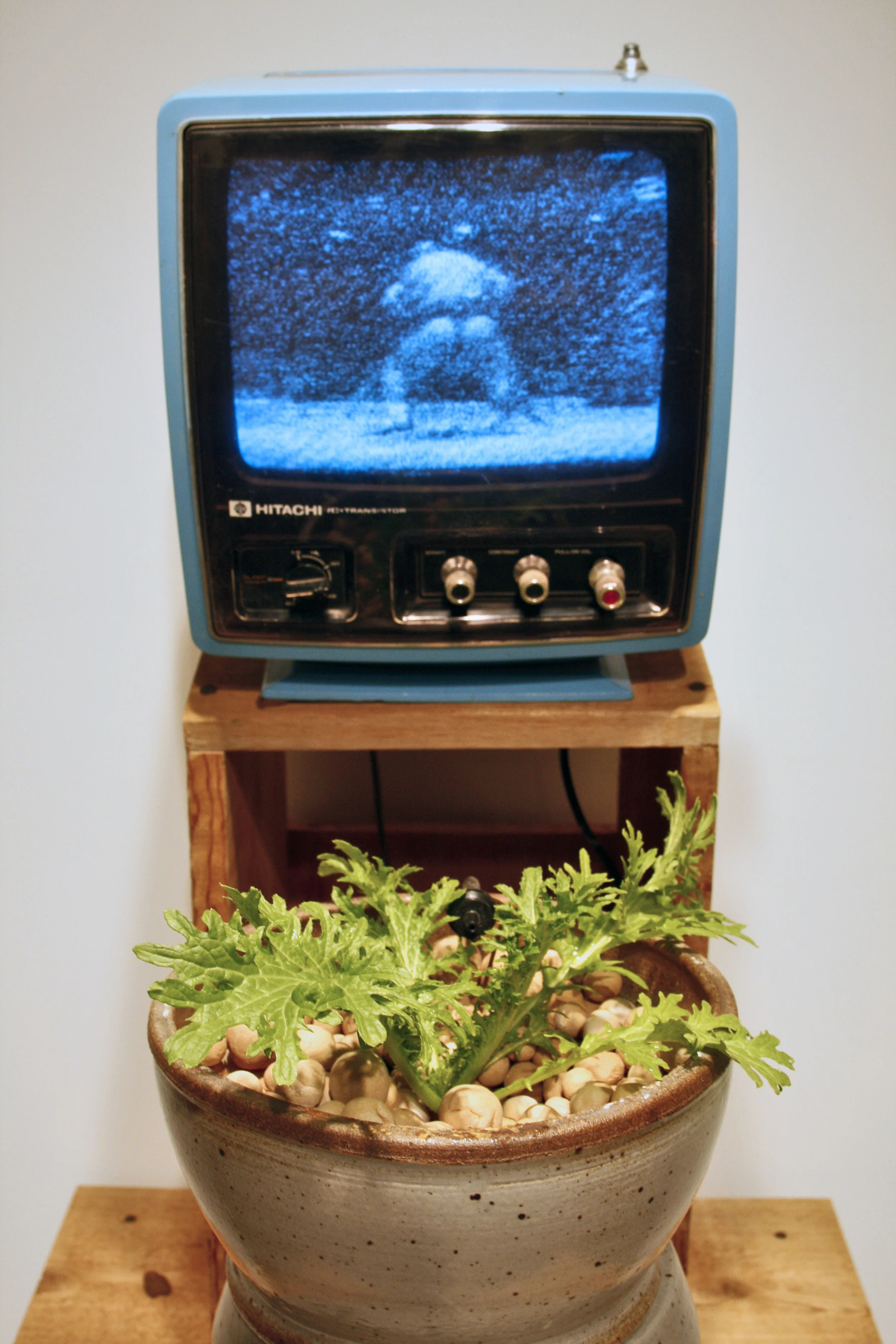 aquaponic portrait detail.jpg