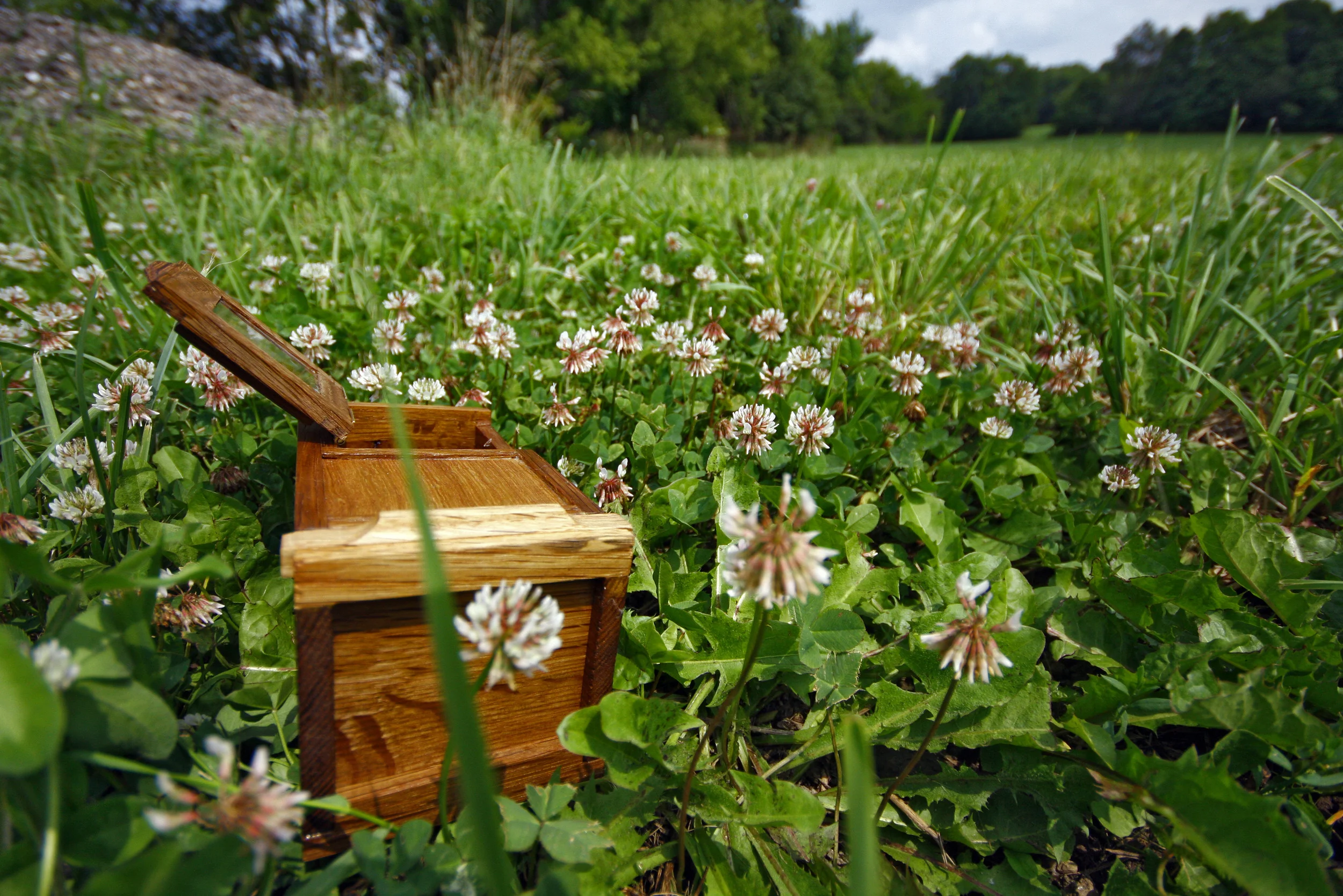 bee box in field.jpg