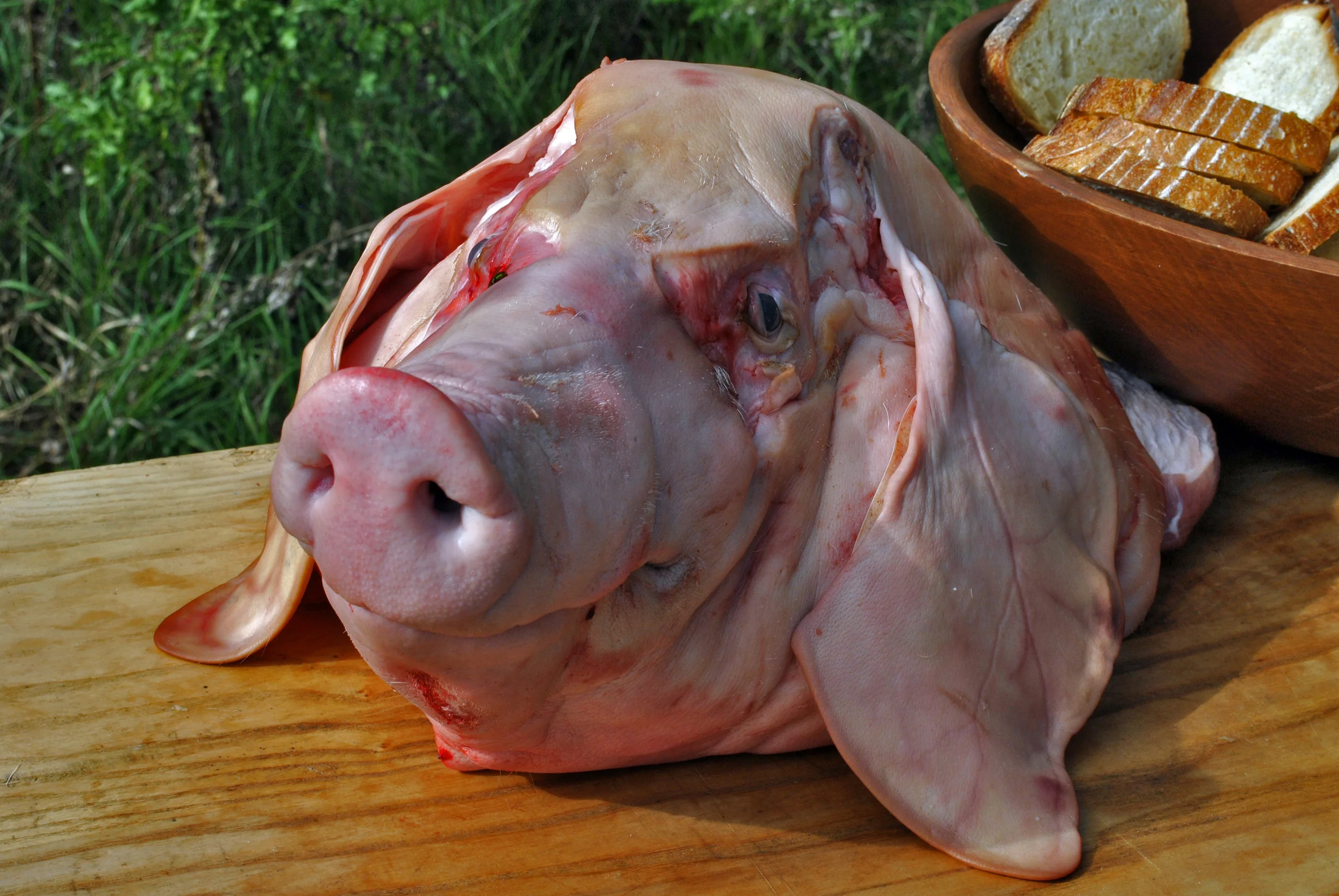 Pigs head close up.jpg