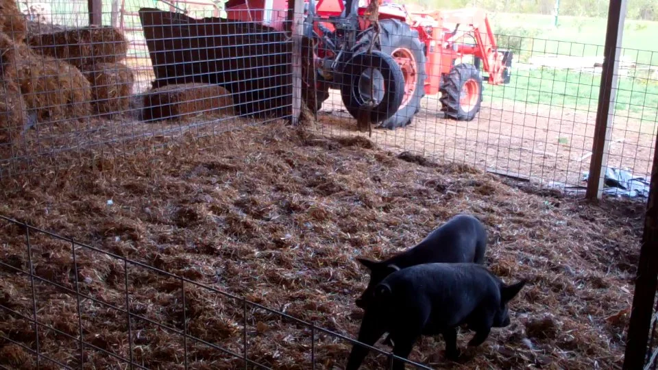 Explaining Dialogical Practice to Pigs.