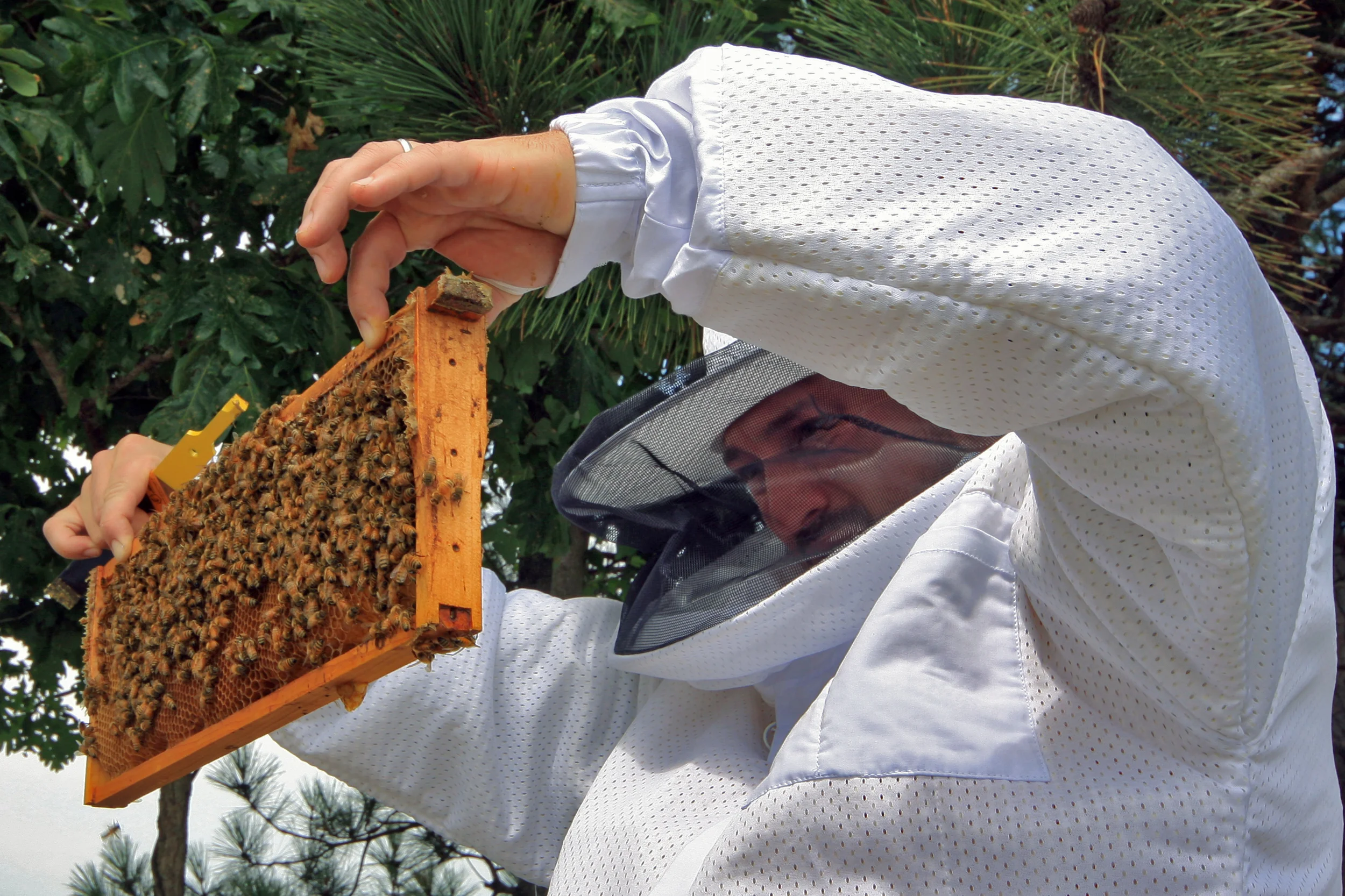  In response to the recent honeybee population declines, I have dedicated myself to the plight of the honeybee and focused on understanding bee behavior, history,&nbsp;and the bee’s relationship to humynkind. I have studied honeybee behaviour - namel