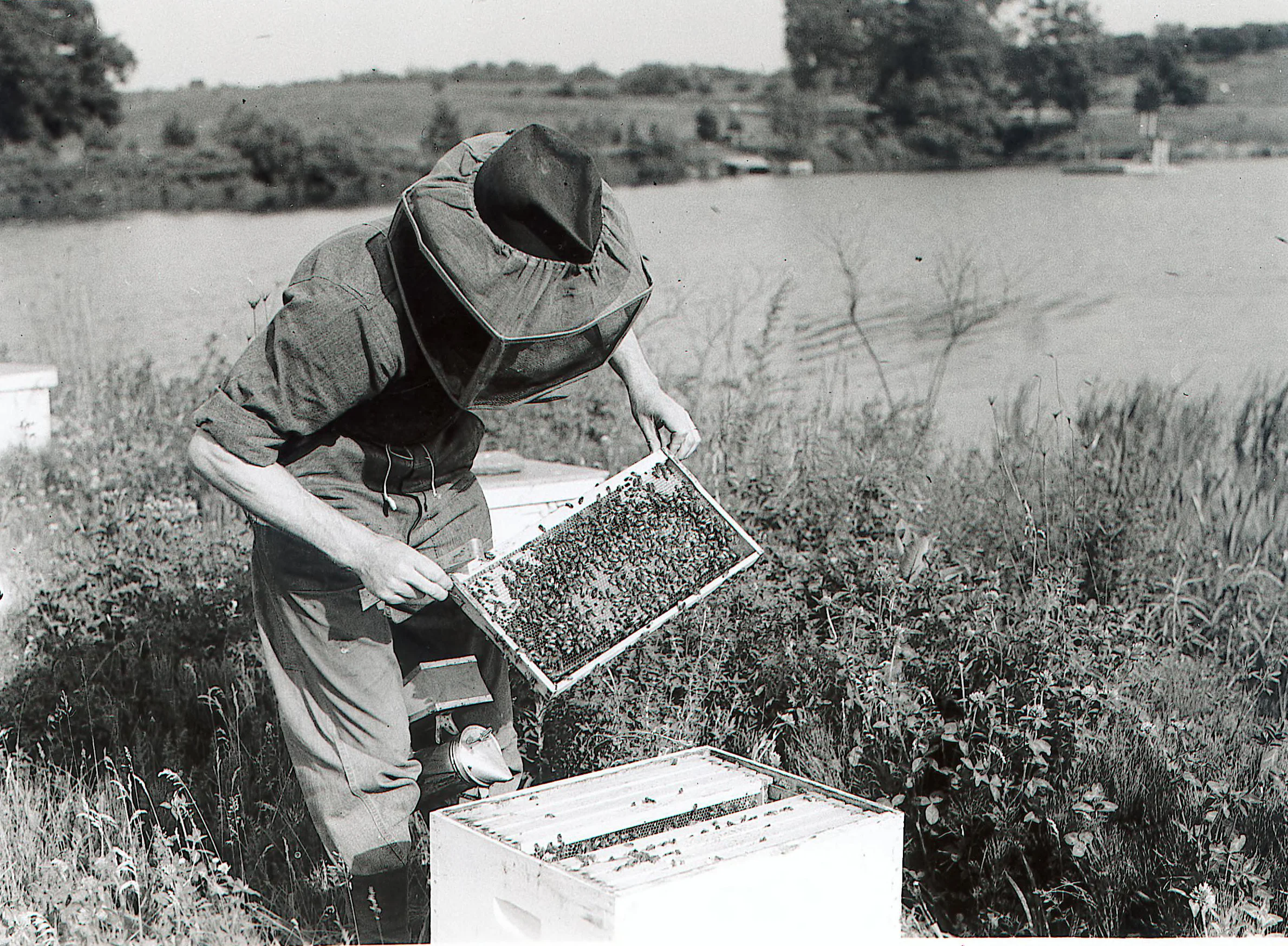  Saline Valley Farms. ca 1940.&nbsp;Courtesy of the&nbsp;Bentley Historical Library, University of Michigan.   
